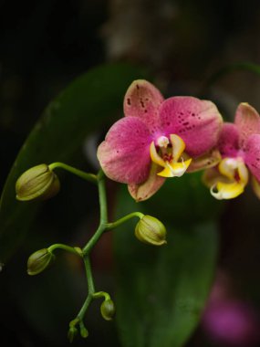 Parlak pembe orkideler narin yapraklarını yeşil yapraklara karşı sergiliyorlar, sakin bir bahçede güzel bir kontrastlık yaratıyorlar. Doğal ışık onların canlı renklerini arttırır..