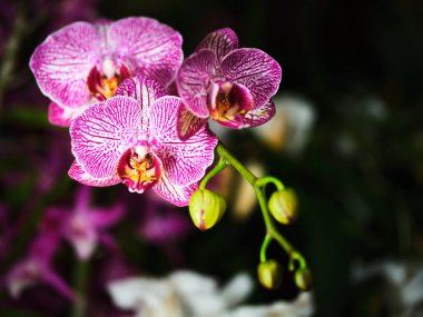 Bahar boyunca yemyeşil bir bahçede orkideler karmaşık pembe ve mor desenler sergiler. Tomurcuklar çiçeklerin etrafını sarar, parlak renklerini koyu bir arka plana vururlar..