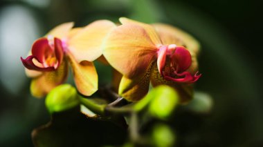 Huzurlu bir bahçe ortamında iki çarpıcı orkide ardına kadar açılır. Turuncu ve pembenin canlı renkleri bahar güneşi altında doğanın güzelliğini gözler önüne seriyor..