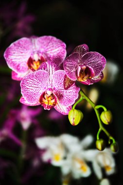 Parlak pembe orkideler, yemyeşil bir bahçede çeşitli çiçeklerle çevrili karmaşık desenler ve dokular sergiler. Zengin renkler, ilkbaharın güzelliğini ve zarafeti vurgular..