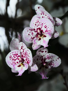 Narin beyaz taç yaprakları ve mor benekleri olan orkideler tropik bir bahçede güzel bir şekilde çiçek açarlar. Karmaşık desenler güneş ışığında çarpıcı bir görsel zıtlık yaratarak cazibelerini arttırıyor..