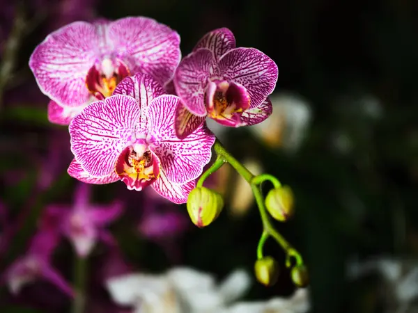 Bahar boyunca yemyeşil bir bahçede orkideler karmaşık pembe ve mor desenler sergiler. Tomurcuklar çiçeklerin etrafını sarar, parlak renklerini koyu bir arka plana vururlar..