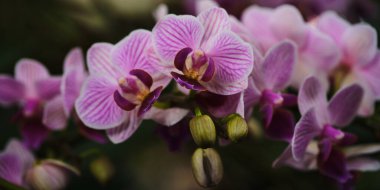 Narin pembe orkideler, sakin bir bahçede yeşil yaprakların arasında canlı yapraklarını sergilerler. Bu çiçek sergisi bahar tazeliğindeki güzelliği vurgular..