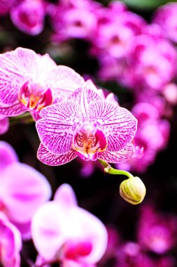 Tropikal bir bahçede, sıcak güneşin altında renkli orkide kümeleri gelişir. Canlı pembe ve mor taç yaprakları yemyeşil alanlar arasında çarpıcı bir görüntü oluşturur..