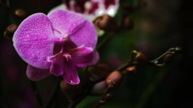 Canlı mor orkide çiçekleri karmaşık özelliklerini su damlacıklarıyla parlayarak gösterirler. Doğal ortam, yemyeşil bir arka planda güzelliklerini arttırır..
