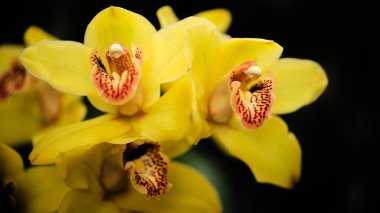 Karmaşık desenli parlak sarı orkideler gür bir bahçede gelişir, açık gökyüzü altında güzellikler sergiler. Parlak renkler dikkat çeker ve hayranlık uyandırır..