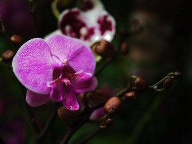 Narin pembe orkide çiçekleri zengin yeşil yapraklarla çevrili karmaşık desenler sergiler. Taze su damlaları yaprakların üzerinde parlıyor. Huzurlu bahçe sahnesi huzur hissi uyandırıyor..