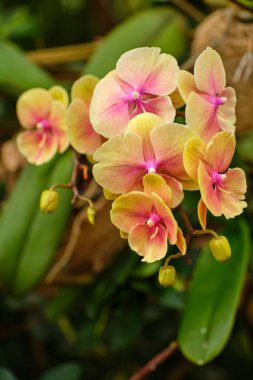 Tropikal bir bahçede renkli orkide kümeleri çiçek açıyor. Çiçekler yemyeşil yapraklarla çevrili pembe ve sarı tonlarını sergiler. Bahar bu güzel ortama hayat getirir..