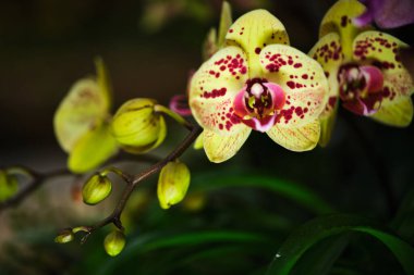 Çarpıcı sarı ve mor desenli orkideler sakin bir bahçe ortamında gelişir. Sabahın ilk ışıkları yeşil yapraklarla çevrili güzelliklerini vurgular..