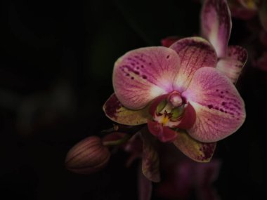 Akşam ışığı yaprakların arasından süzülürken, yemyeşil bir bahçede pembe bir orkide zarifçe çiçek açar. Canlı taç yaprakları karmaşık desenleri ve dokuları ortaya çıkarıyor, güzelliğini arttırıyor..