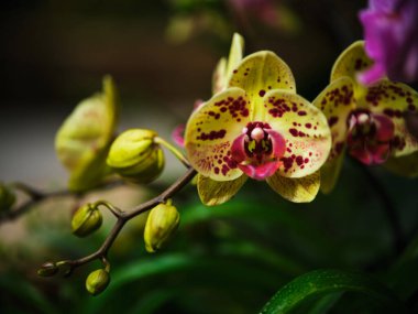 Güzel orkideler gür yeşil yapraklara karşı belirgin kırmızı noktalara sahip canlı sarı yapraklar sergiliyor, sakin bir ortamda sanatsal özellikleri vurguluyor..