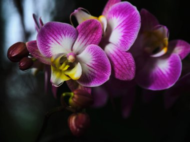 Çarpıcı desenlere sahip güzel pembe orkideler çiçek açarken görülür. Yaprakları, koyu bir arkaplana karşı görkemlilik saçarak büyüleyici bir kontrastlık yaratır..