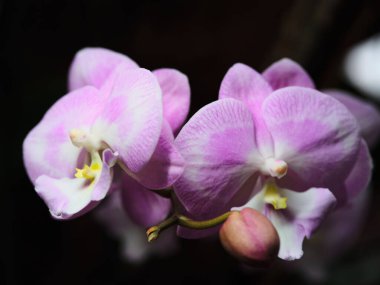 Farklı beyaz desenlere sahip iki pembe orkide huzurlu bir bahçede zarifçe çiçek açar. Çiçekler karmaşık ayrıntılar gösterir ve ilkbaharın başlarında yemyeşil yapraklarla çevrilidir..