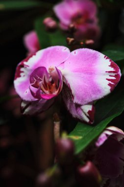 Narin pembe orkide yaprakları zengin yeşil yapraklara karşı çarpıcı desenler sergiliyor. Güneş ışığı çiçekleri vurgular, sakin bir bahçede huzurlu bir atmosfer yaratır..