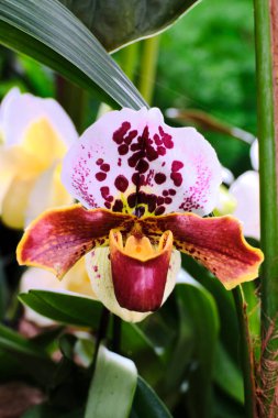 Büyüleyici bir orkide karmaşık desenler ve canlı renkler sergiler. Bahar mevsiminin başlarında botanik bahçesinin verimli bir ortamında büyülenerek ziyaretçiler ve bitki meraklıları büyülenir..