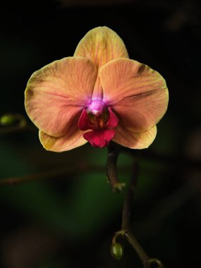 Göz kamaştırıcı bir orkide şeftali ve pembe tonlarında narin taç yaprakları sergiler. Çiçek, akşam saatlerinde, tropikal bir bahçede, koyu, gür bir arka plana hafifçe parlar..