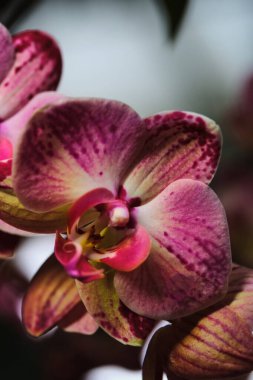 Göz kamaştırıcı pembe ve mor orkidelerin yakın çekim görüntüsü ve eşsiz taç yaprağı desenleri. Bu çiçekler bahar boyunca dingin bir botanik bahçesinde canlı bir şekilde açarlar..