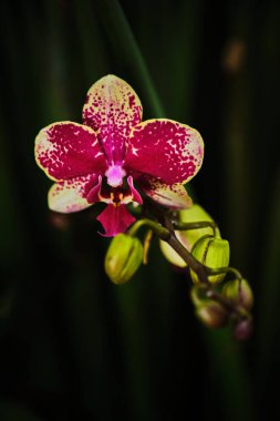Canlı bir orkide, çarpıcı pembe ve sarı yapraklarını koyu yeşil yaprakların arasında sergiler. Bu çiçek güzelliği göze çarpıyor. Karmaşık desenlerini sergiliyor ve sakin bir ortamda şekilleniyor..