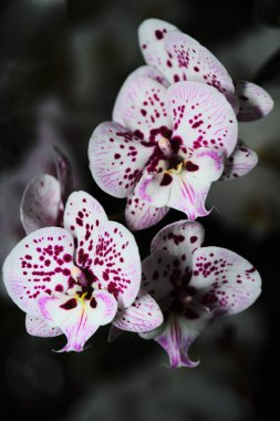 Canlı pembe ve beyaz orkideler doğal güzelliklerini sergileyerek karmaşık desenler sergilerler. Bu yakın plan, bahçede bulunan hassas taç yapraklarını ve eşsiz renk çeşitlerini yakalar..