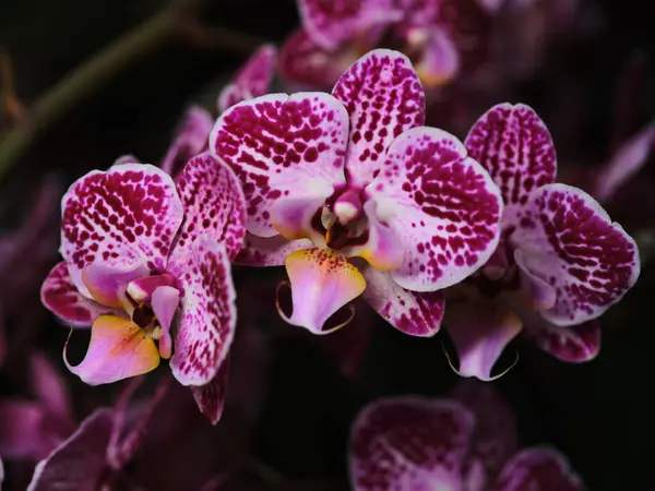 Zarif orkideler kümesinde belirgin desenlere sahip çarpıcı mor ve pembe taç yaprakları sergilenir. Bu çiçekler bir bahçede yetişir, neşeli güneş ışığıyla aydınlanır, güzellikleri gözler önüne serer..