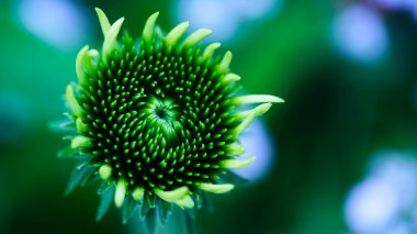 Baharda bir bahçe ortamında yemyeşil yapraklarla çevrili, karmaşık detaylarla dolu yeşil bir çiçek tomurcuğunun yakın plan görüntüsü. Yumuşak renkler doğal güzelliği arttırır..