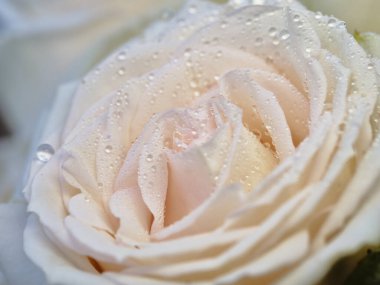 Yapraklarının üzerinde duran çiğ damlacıkları olan yumuşak pembe bir gülü yakından görmek, ışığı yansıtmak ve onun karmaşık ayrıntılarını vurgulamak. Çiçekler tazelik huzuru ve zarafeti çağrıştırıyor..