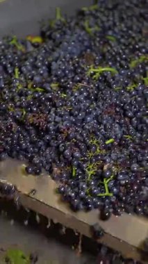 İşçiler sonbahar hasadı sırasında bir üzüm bağında olgun üzüm toplarlar. Koyu, dolgun meyveler dikkatlice sıralanır ve şarap yapma işlemi için hazırdır. Sahne hareketli aktiviteler ve takım çalışması sergiliyor.