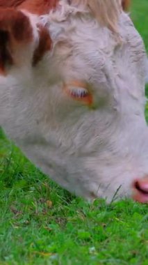 Bir inek açık bir alanda canlı yeşil çimlerde huzur içinde otlar. Sabah güneşi sıcacık bir parıltı saçıyor, ineklerin özelliklerini vurguluyor..