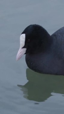 Bir yaban ördeği sakin suda yiyecek arayarak sorunsuzca süzülür. Sabahın erken saatlerinde ışık yumuşak yansımalar oluşturarak gölün huzurlu atmosferini arttırır..