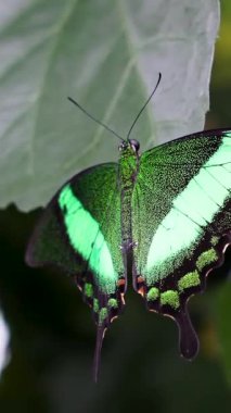 Siyah aksanlı canlı bir yeşil kelebek verimli bir tropikal bahçedeki büyük bir yaprağın üzerinde durmaktadır. Parlak renkler dikkat çeker, doğa ise onu sarar..