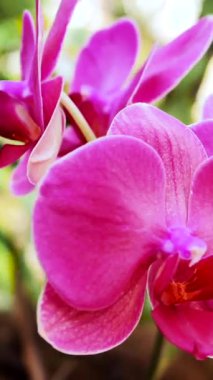 Pembe orkideler güneşli bir bahçede çiçek açarlar. Narin taç yapraklarını ve canlı renklerini sergilerler. Doğal ışık güzelliklerini artırıyor, sakin bir atmosfer yaratıyor..