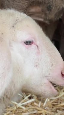 Sıcak bir ahırda, bir koyun yerden saman yemekten hoşlanır. Sıcak ortam ve yumuşak sesler, koyunların kıtır kıtır yemek yediği huzurlu bir atmosfer yaratıyor..