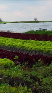Parlak yeşil ve mor marul düzgünce sıralanmış bir çiftlikte yetişiyor. Manzara güneşli bir gökyüzünün altında koruyucu örtüler ve yemyeşil çevreler içerir..