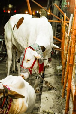 Güzel Beyaz İnekler Kurban Bayramı için Hazırlandı                               