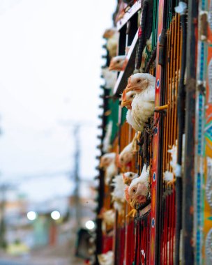 Bir yerden bir yere bir kamyonetle tavuk nakliyesi..