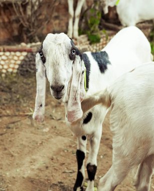 Kurban Bayramı Hazırlıkları: Tarladaki Keçiler                               