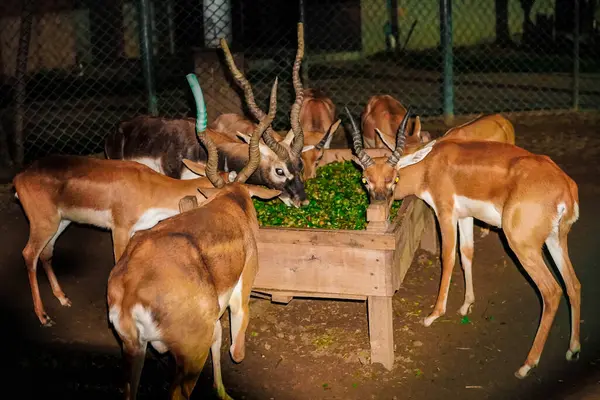 Geyik kafeste birlikte ot yiyor.