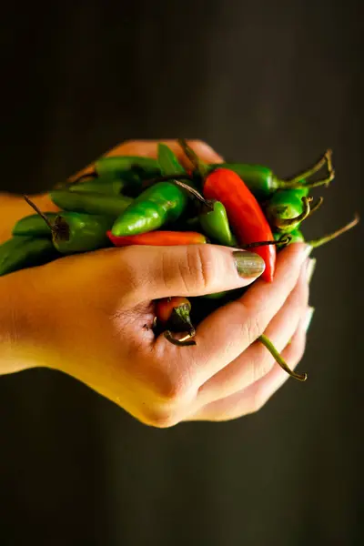 Taze yeşil ve kırmızı biberler siyah arka planda bir kızın ellerinde.                               