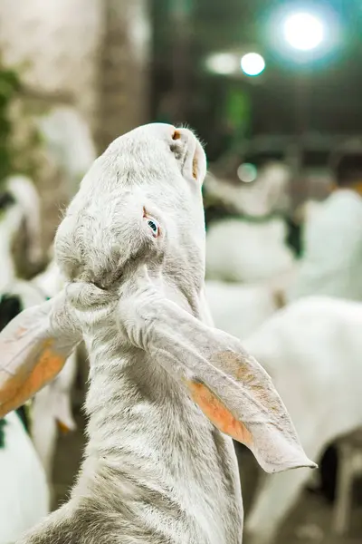 Güzel Keçiler Kurban Bayramından Önce Otlanıyor                               