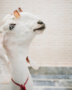 White Goat Wearing Glasses On Eid ul Adha clipart