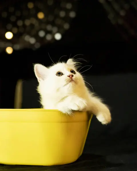 Tatlı Kedicik Parlak Sarı Kasede Rahatlıyor