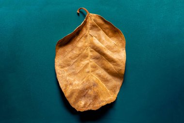 Tek, kurumuş bir yaprak canlı bir deniz mavisi arkaplanının üzerinde duruyor. Yaprağın karmaşık havası ve sıcak kahverengi tonları serin arkaplanla çok güzel tezat oluşturuyor ve çarpıcı bir görüntü yaratıyor. Bu görüntü sonbaharı, huzuru ve güzelliği çağrıştırıyor. 