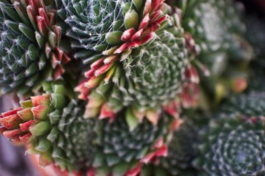 Çiçek arkaplanı: renkli suluların süsü. Seçici odak                               