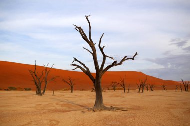 Deadvlei Reserve 'deki Namibya çölünün ortasında solmuş bir ağaç.