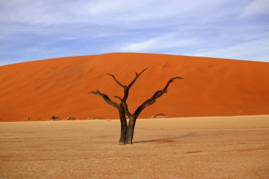 Deadvlei Reserve 'deki Namibya Çölü' nün ortasında kuru bir ağaç (Sossusvlei)