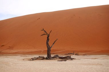 Deadvlei Reserve 'de (Sossusvlei) Namibya çölünün ortasında solmuş bir ağaç. Seçici odak