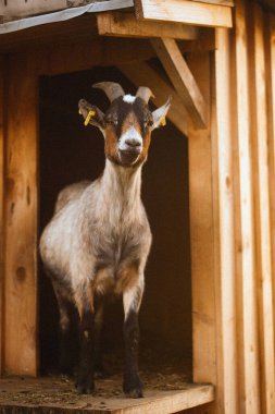 Meraklı keçinin hayvan portresi. Seçici odak