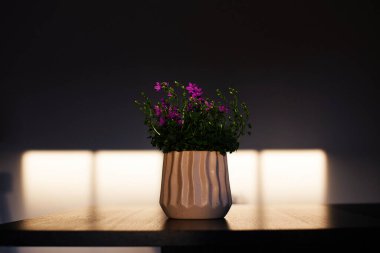 Beautiful purple flowers in the pot hides in the sunset windows shadows. Royal Campanula portenschlagiana. Selective focus clipart