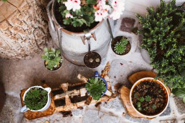 Bahçe dekorasyonunun en üst görüntüsü. Küçük kaplarda sulu. Seçici odak