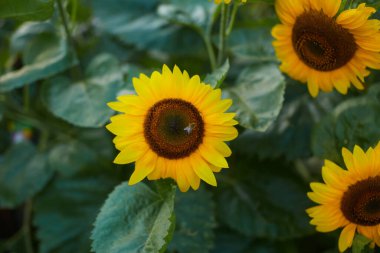 Bahçede ayçiçekleri